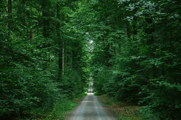 Road in green beautiful forest in Wurzburg, Germany — Stock Photo