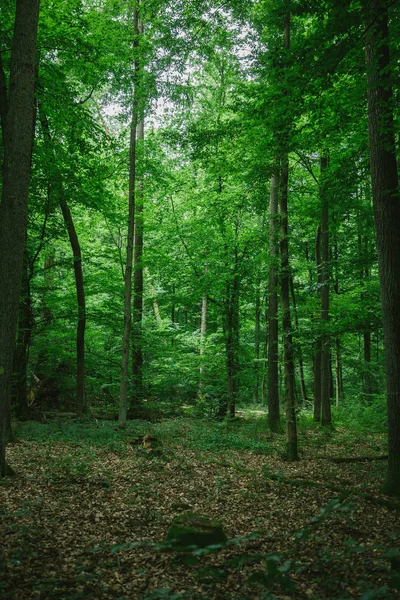 Camino en verde hermoso bosque en Alemania en verano - foto de stock