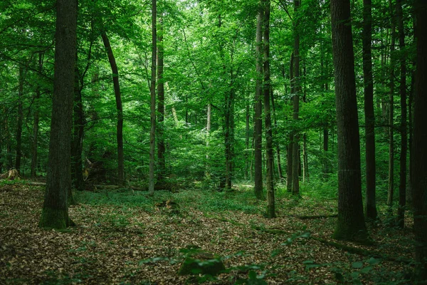 Hermoso bosque verde en Alemania en verano — Stock Photo