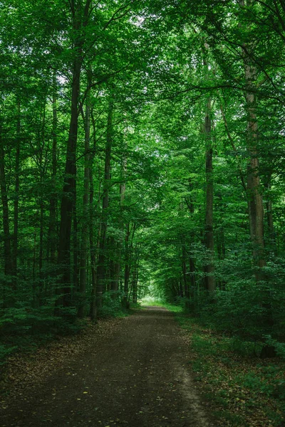 Узкая дорога в зеленом красивом лесу в Вурцбурге, Германия — стоковое фото