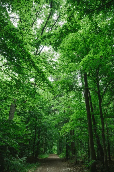 Тропа в красивом лесу, деревья с зелеными листьями в Вурцбурге, Германия — стоковое фото