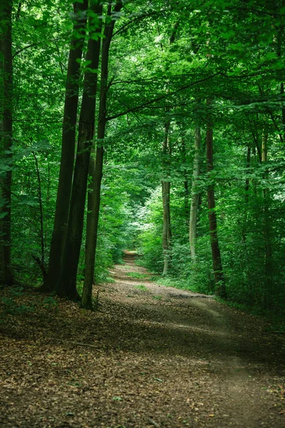 Route dans la belle forêt verte à Wurzburg, Allemagne — Photo de stock