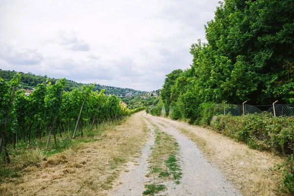 Straße zu Dorf und Weinberg mit Bäumen an den Seiten in Würzburg, Deutschland — Stockfoto