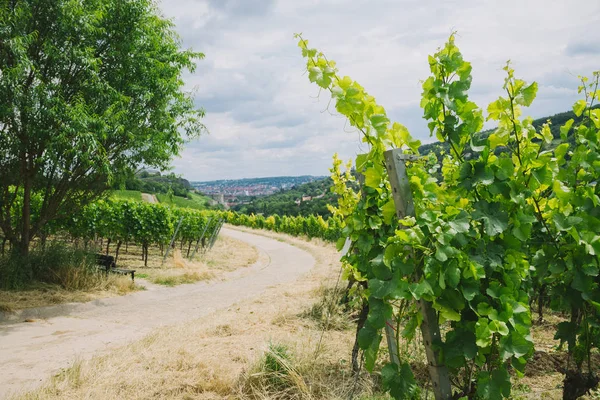 Route et vignoble avec des arbres sur les côtés à Wurzburg, Allemagne — Photo de stock