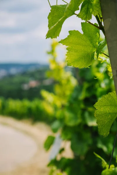 Селективный фокус зеленых листьев виноградной лозы в Вурцбурге, Германия — стоковое фото