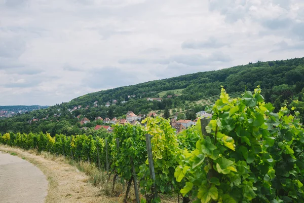 Hermoso viñedo verde, carretera y colina en Wurzburg, Alemania - foto de stock