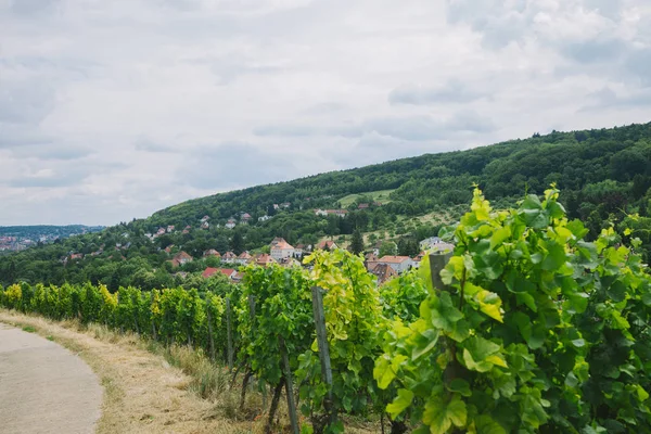 Bellissimo vigneto verde, strada e collina a Wurzburg, Germania — Foto stock