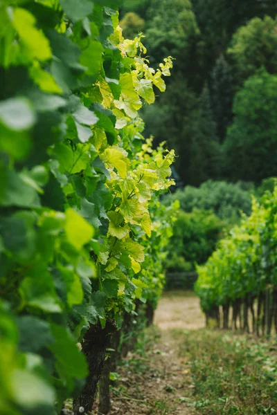 Selective focus of rows of green vineyard in Wurzburg, Germany — Stock Photo
