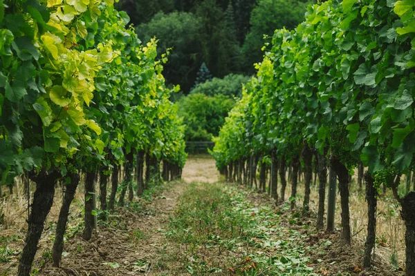 Vineyard — Stock Photo