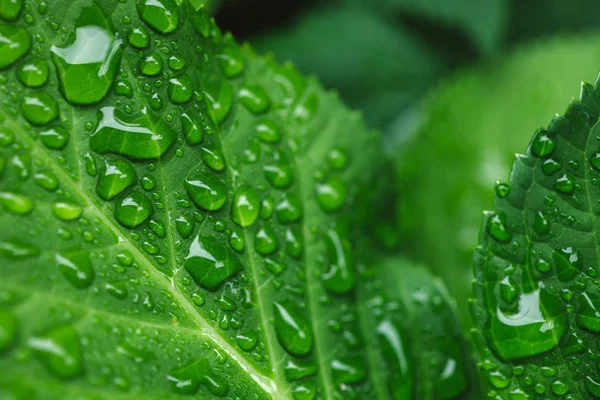Селективный фокус зеленых листьев с капельками воды — стоковое фото