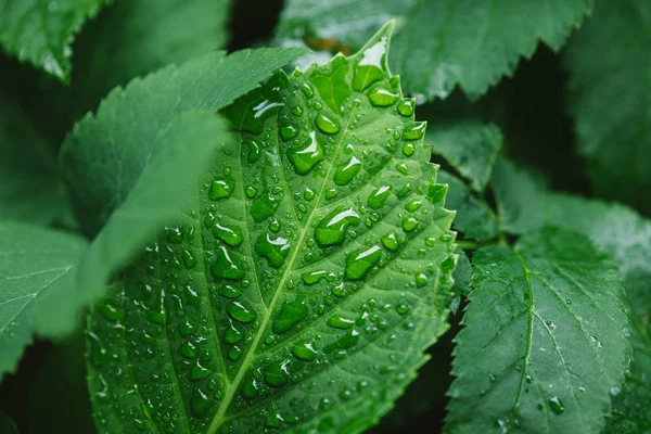 Foliage — Stock Photo