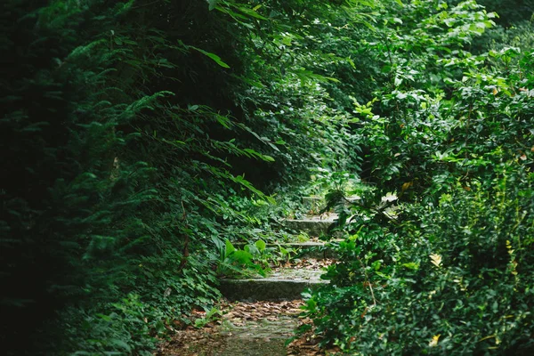 Escalier dans une belle forêt avec des arbres verts à Hambourg, Allemagne — Photo de stock