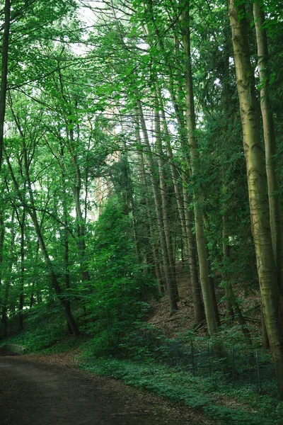 Caminho perto de árvores verdes em bela floresta em Hamburgo, Alemanha — Fotografia de Stock