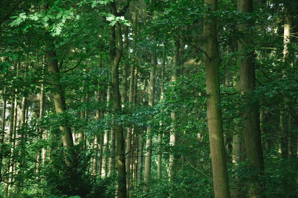 Vista panorámica de hermosos árboles verdes en el bosque en Hamburgo, Alemania - foto de stock