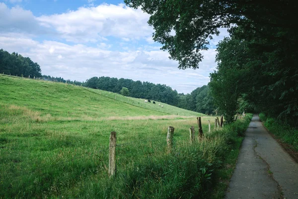 Meadow — Stock Photo