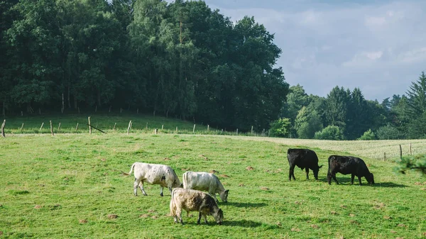 Kühe — Stockfoto