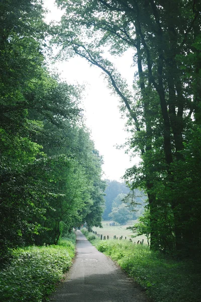 Vue panoramique de la route rurale entre les arbres à Hambourg, Allemagne — Photo de stock