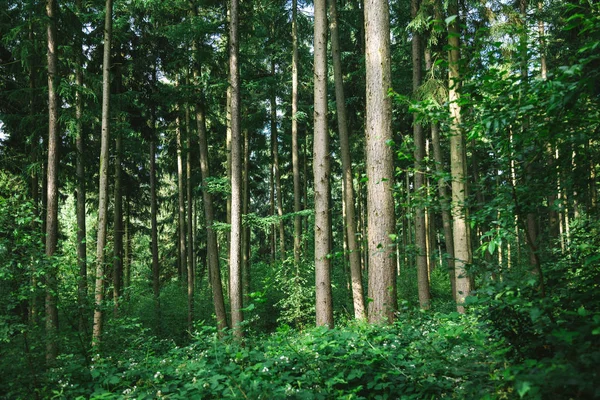 Trees — Stock Photo