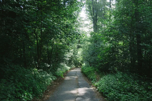 Route entre les arbres verts dans une belle forêt à Hambourg, Allemagne — Photo de stock