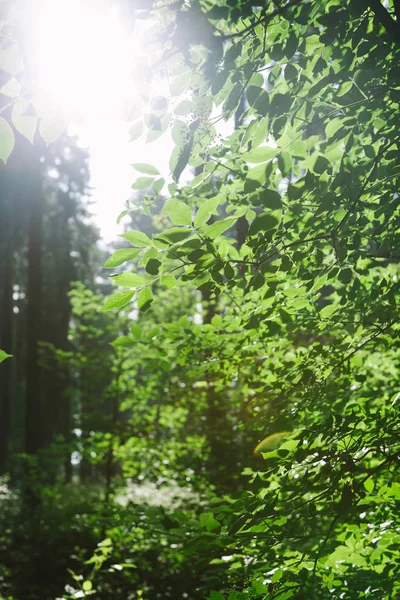 Bosque con árboles frondosos bajo la luz del sol en Hamburgo, Alemania - foto de stock