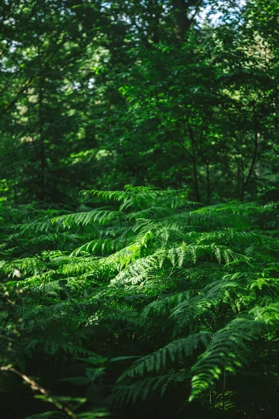 Belas árvores frondosas na floresta verde em Hamburgo, Alemanha — Fotografia de Stock