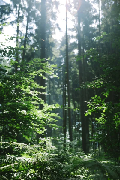 Arbres verts dans la belle forêt sous la lumière du soleil à Hambourg, Allemagne — Photo de stock
