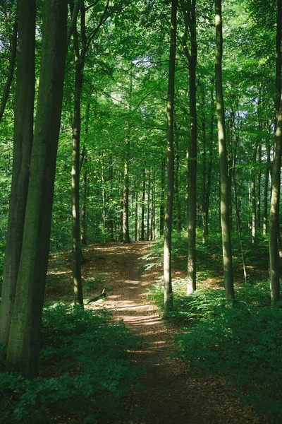 Arbres et sentier dans une belle forêt verdoyante à Hambourg, Allemagne — Photo de stock