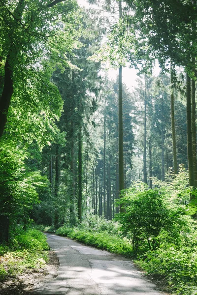 Estrada em bela floresta verde em Hamburgo, Alemanha — Fotografia de Stock
