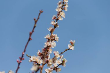 Kayısı ağacının bahar çiçekleri. Bahar çiçekleri. Güzel bahar. Baharda kayısı ağacı. Kayısı çiçekleri. Bahar.