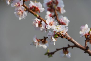Kayısı ağacının bahar çiçekleri. Bahar çiçekleri. Güzel bahar. Baharda kayısı ağacı. Kayısı çiçekleri. Bahar.