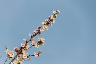 Kayısı ağacının bahar çiçekleri. Bahar çiçekleri. Güzel bahar. Baharda kayısı ağacı. Kayısı çiçekleri. Bahar.