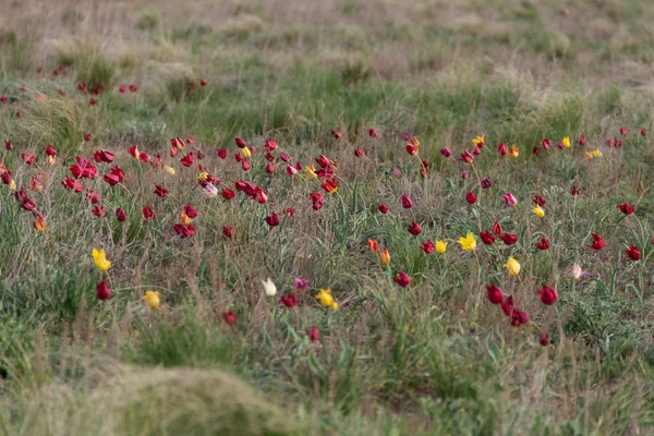 Des Tulipes Sauvages Dans Les Champs Kazakhstan Fleurs Sauvages Printemps — Photo