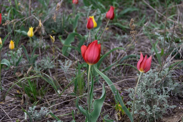 Tulipanes Salvajes Los Campos Kazajstán Flores Silvestres Primavera — Foto de Stock