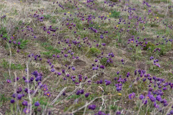 Purple flowers in Kazakhstan fields. Wild spring flowers. Purple snowdrops.