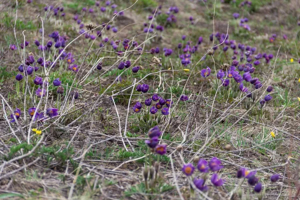 Purple flowers in Kazakhstan fields. Wild spring flowers. Purple snowdrops.