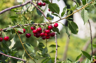 Olgun kiraz dalı, kiraz ağacı, olgun kiraz, bahçe, böğürtlen, ağaç bahçesi