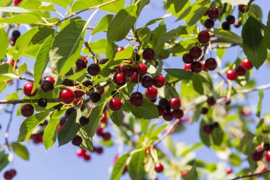 kiraz ağacı, olgun kiraz, kırmızı dut, yaz, sulu dut