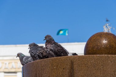 Üç güvercin küçük bir çeşmenin üzerinde oturuyor, güvercinler Kazakistan bayrağının arka planında, kuşlar çeşmenin yanında dinleniyor.
