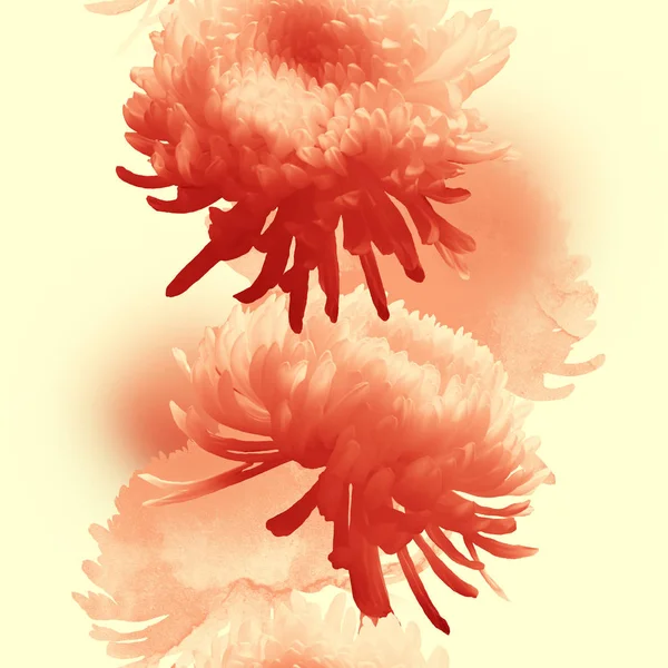 Couleur Chrysanthème Japonais Corail Vivant Photo Texture Aquarelle Mélanger Répéter — Photo
