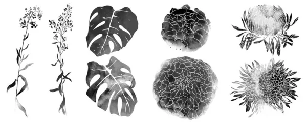Egyszerű Monochrom Fekete Fehér Vázlat Virágok Gyógynövények — Stock Fotó