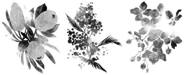 Monochrome Black White Set Flowers Herbs — Stock Photo, Image