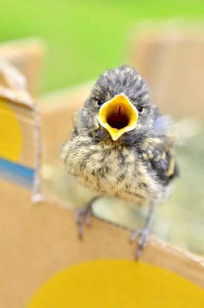 Kuiken Uit Het Nest Geraakt — Stockfoto