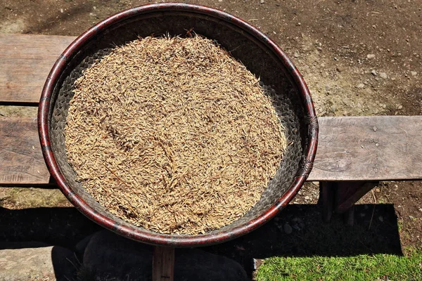Reiskörner Trocknen Unter Der Sonne Einem Geflochtenen Weidenkorb Und Einem — Stockfoto