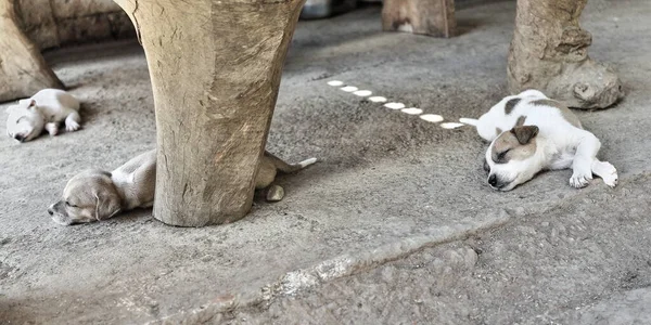 Tre Cuccioli Sonnecchianti Sul Pavimento Sotto Tavolo Legno Ricavato Tronchi — Foto Stock