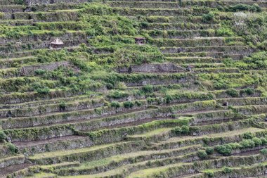 Filipinli Cordilleras Pirinç Terasları 'nın küme halinde yer alan Batad köyü, kültürel manzara kategorisinde UNESCO Dünya Mirası Alanı. Banaue-Ifugao bölgesi-Cordillera bölgesi-Luzon adası.