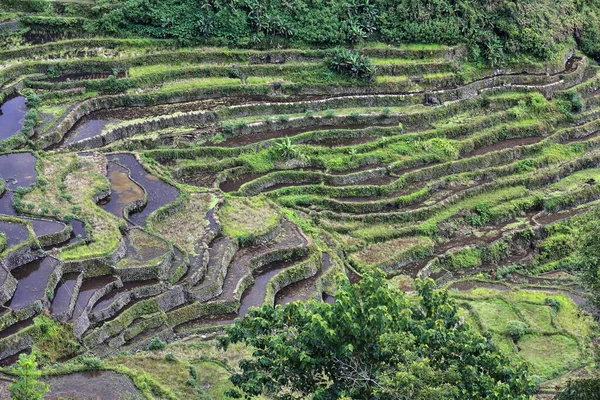 Filipinli Cordilleras Pirinç Terasları Nın Küme Halinde Yer Alan Batad — Stok fotoğraf