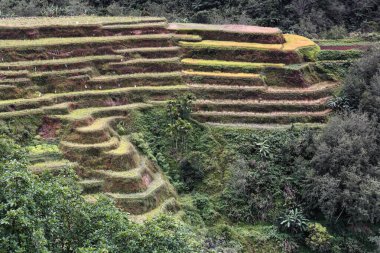 Filipinli Cordilleras 'ın Pirinç Terasları' nın Banaue köyü kümesi ana bakış açısından görülen yerel Igorot halkının başyapıtı. İfugao bölgesi-Cordillera bölgesi-Luzon adası.