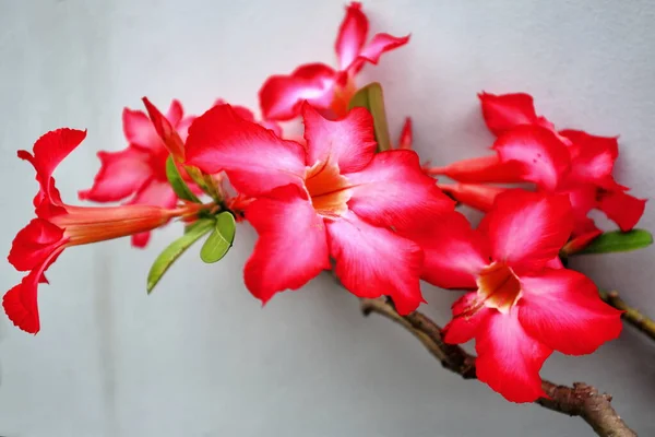 Flores Rosas Del Desierto Rojo Rosado Floreciendo Jardín Entre Museo — Foto de Stock