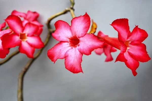 Fiori Rosa Rosati Del Deserto Rosso Rosato Fioriscono Giardino Tra — Foto Stock