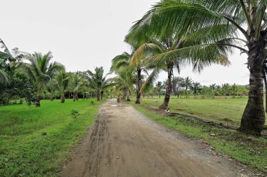 Palmiye ağaçları ve yeşil çeltik tarlaları arasındaki toprak yolda motosikletler Cabadiangan 'daki Malinab lagününe gidiyor. Sipalay-Zenciler Batı Visayas-Filipinler.
